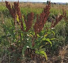 Image result for Rumex