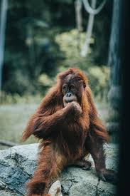 Itap Of A Young Orangutan At The San Diego Zoo Photo Capture Nature Incredible In 2021 Orangutan Zoo Photos San Diego Zoo