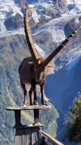 @TheFigen_'s video Tweet