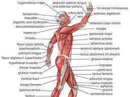 Female muscular system in detail. Human Muscle System Functions Diagram Facts Britannica