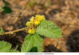 Image result for Waltheria
