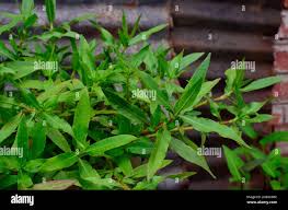 Image result for Hygrophila schulli