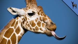 No account needed, updated constantly! Why Giraffe Tongues Are So Weird Youtube