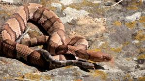 Navigate different cities around the world in this rendition of the classic arcade game snake. Snakes Alive Copperhead Other Snake Encounters More Likely As Days Shorten Weather Cools Local News Tulsaworld Com