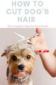 Pin On Dog General Tips