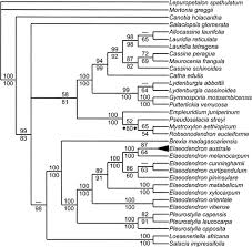 Image result for Allocassine laurifolia