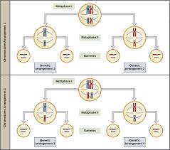 Thus, the main difference between mitosis and meiosis is that mitosis produces somatic (body) cells, which can go on to become part of any bodily tissue, whereas meiosis only produces germ (sex) cells. The Process Of Meiosis Boundless Biology