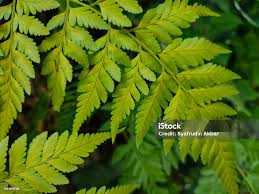 Image result for Rumohra