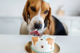 Spoon cake batter into prepared pan. Diy Dog Cake Celebrate Your Dog S Birthday Dog Friendly New Zealand