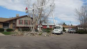 Your west denver, colorado davey tree office. Tree Removal Service In Colorado