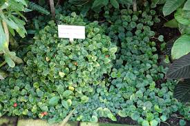 Image result for Geophila repens