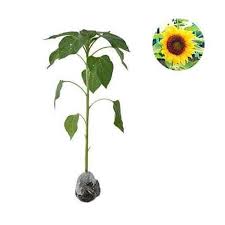 Hq kaligrafi lukisan minyak dengan angka kanvas sikat gambar. Jual Bibit Tanaman Bunga Matahari Pohon Helianthus Annuus Terbaru Juni 2021 Blibli