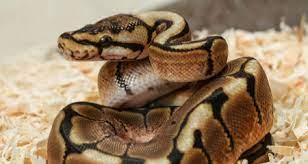 Jul 01, 2019 · how much is a ball python? Ball Python Python Regius Basic Husbandry And Feeding Housing Diet Handling And Care Petcoach