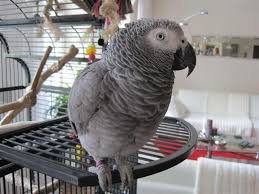 Birds For Sale In Ohio Bobby Unser Gefiederter Clown Spricht Wunderschon Ist Amusant Und Talentiert African Grey Beautiful Birds Parrot