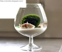 How To Moss Ball Water Garden Make Marimo Moss Ball Marimo Moss Marimo