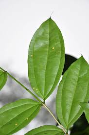 Image result for Strychnos