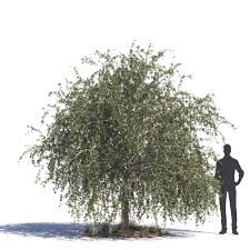 Image result for Maerua salicifolia