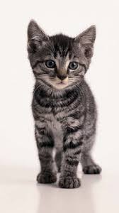 Black And Grey Tabby Kittens Dark Grey Tabby Cat Google Search Grey Tabby Cats Grey Tabby Kittens Tabby Cat