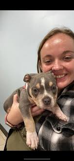 For those following and participating in bringing Nala home, please see  below. Fingers crossed this sweet baby girl is brought home soon. I know  she is so dearly missed!!