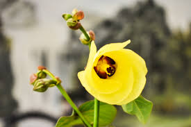 Image result for Hibiscus seineri