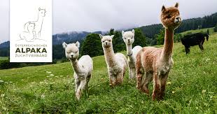 Der Osterreichische Alpakazuchtverband Wurde Zur Unterstutzung Und Verbesserung Der Zucht Und Haltung Von Alpakas Gegrundet Alpaka Dream Alpaka Alpaka
