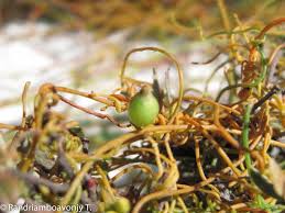 Image result for Cassytha filiformis