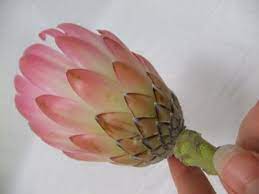 Clean Protea Flower Head In 2020 Protea Flower Flowers Cake Decorating Flowers