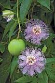 Pin On Canning Food Preservation
