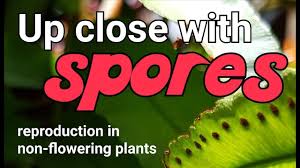 Seedless vascular plants went on to dominate the land through the carboniferous period, about 300 million years ago. Up Close With Spores In Ferns Reproduction In Non Flowering Plants Youtube