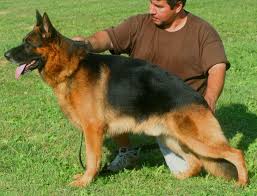 German Shepherd 10 Cool Goruntuler Ile