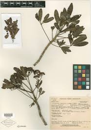 Image result for Neocussonia umbellifera