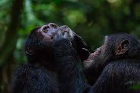 Chimps wear masks to raid markets in Congo