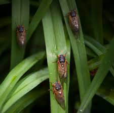 Cicadas are benign to humans under normal circumstances and do not bite or sting in a true sense, but may mistake a person's arm many people around the world regularly eat cicadas. Opinion The Cicadas Are Coming It S Not An Invasion It S A Miracle The New York Times