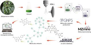 Image result for Margaritaria