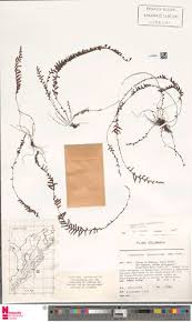 Image result for Terpsichore cultrata