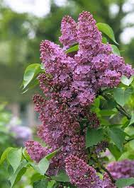 Lilacs Fragrant Flowers Lilac Bushes Lilac