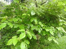 Image result for Allophylus pseudopaniculatus