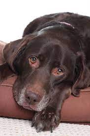 Von zeit zu zeit kommt es vor, dass retriever aus unseren zuchtstätten aus familiären gründen ein neues zuhause suchen oder aber welpen noch nicht platziert werden konnten. Labrador In Not Vermittlung Labradorseite De