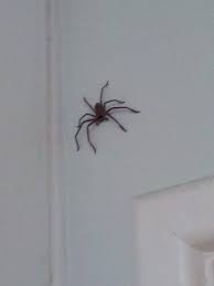 Maybe you would like to learn more about one of these? There Were 2 Spiders In My House Australia Neogaf