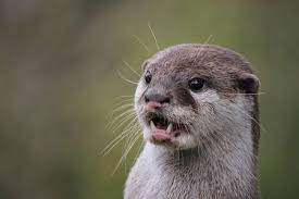 Pin By C On Asian Small Clawed Otter Otters Asian Ferret