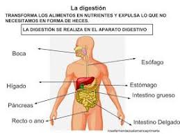 Maestra De Primaria Funciones Vitales De Los Seres Humanos Nutricion Relacion Y Re Funciones De Nutricion Cuerpo Humano Para Ninos Estandares De Aprendizaje