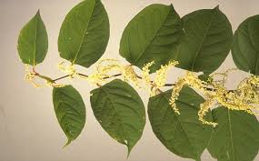 Ireland's online garden shop shows how to kill the japanese knotweed invasive plant. Mortgage Attack I Struggled To Sell My Home Because Of Japanese Knotweed This Is Money