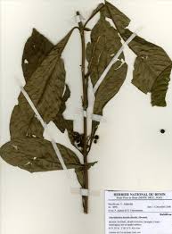 Image result for Pauridiantha