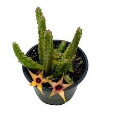 Image result for Huernia procumbens