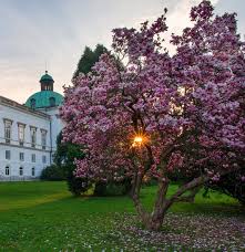 Image result for Magnolia