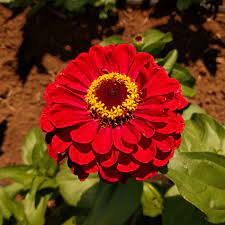 Organic Super Yoga Red Zinnia Seed Adaptive Seeds Zinnias Zinnia Elegans Red Roses