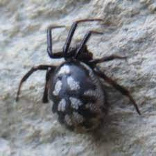 Rumble — here's a brief look at a black widow spider that we captured in our garage. Steatoda Grossa False Black Widow Spider Identification Pictures
