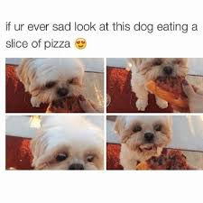 Kreatepizza Kreate Pizza Meme Memes Puppies Tgif Funny Animal Memes Cute Puppy Pictures Funny Animals