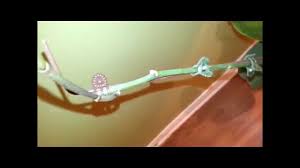 Leaves can have between three and nine lobes. Overwintering My Banana Plant And Passion Flower In A Pot Youtube