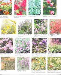 Drought Tolerant Plant List Pt2 Note The 2 Different Types Of Milkweed To Foster Monarch Habitat Bottom Right Of Drought Tolerant Plants Heuchera Milkweed